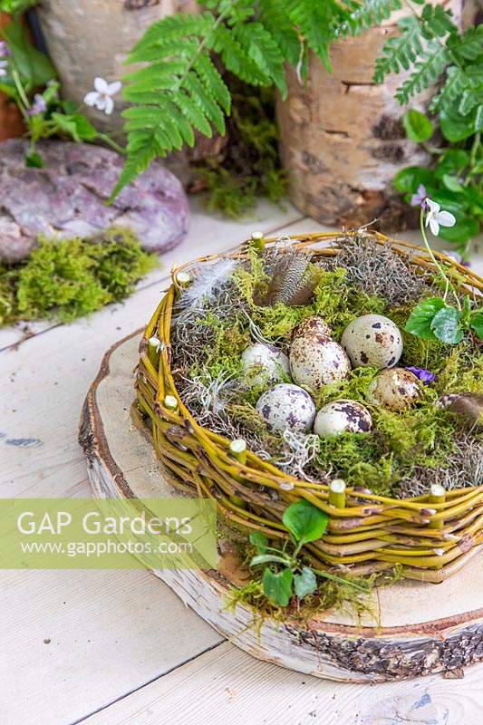 Finished Easter Nest filled with quail eggs and Viola odorata - Sweet Violet - 
and feathers
