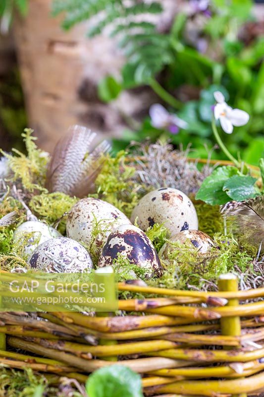 Finished Easter Egg next filled with quail eggs on moss and lichen