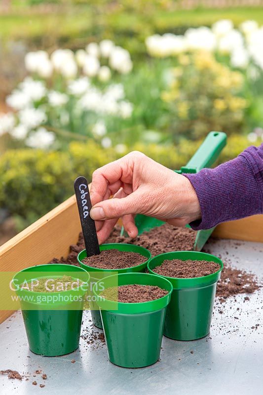Woman adding label to pots with newly sown seeds of Cobaea - Cathedral Bells