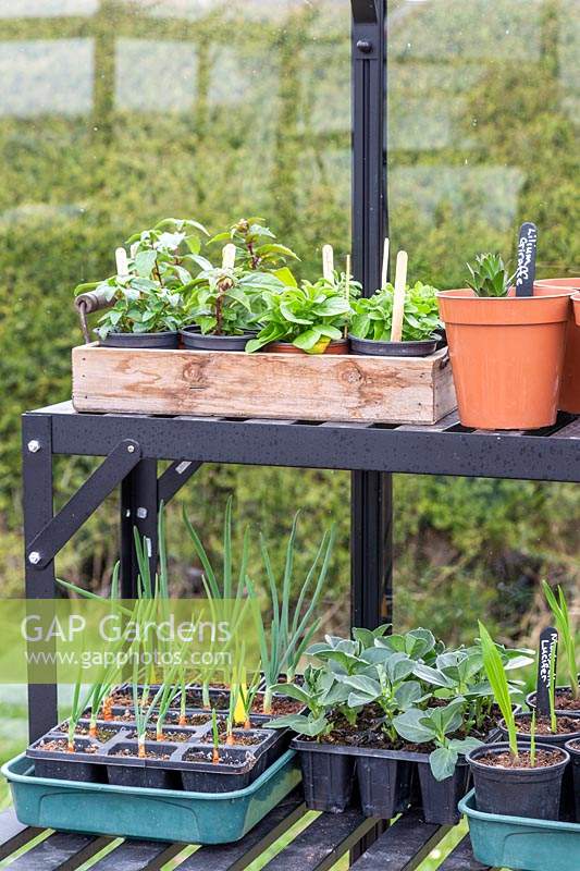 Inside a greenhouse with metal staging for young plants in pots and 
trays of seedlings
