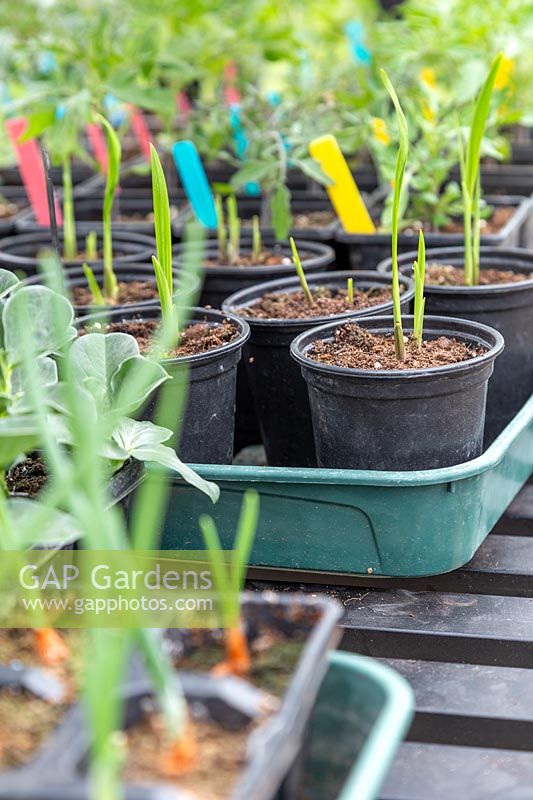 Tray of young plants in pots in a greenhouse
