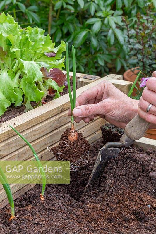 Woman planting rooted Onion sets ' Sturon' in raised planter using a hand trowel