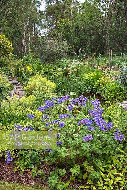 Geranium and Alchemilla mollis with more perennials and trees beyond