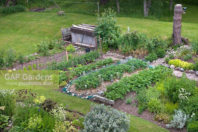 Overview of the vegetable garden surrounded by lawn. Features include: Strawberry  bed, row of Potato and climbing Pea plants up supports
and a compost heap and pin tree trunk with bird feeders