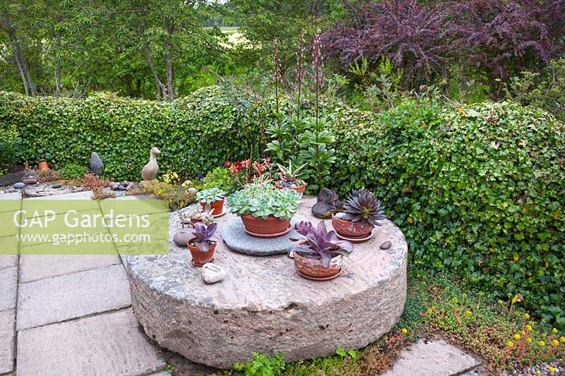 Paved patio with an old millstone table with a collection of potted succulents, near Lilium martagon - Martagon Lily - and a hedge of Hedera helix - Ivy
