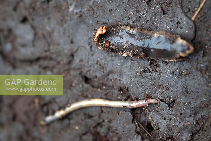 Lumbricus terrestris - Common Earthworm - with Arthurdendyus triangulates - New Zealand Flatworm, on damp soil