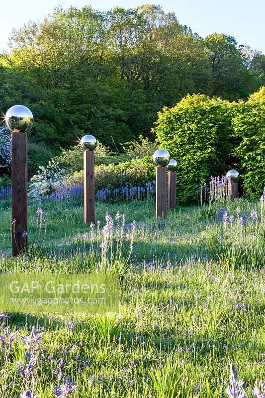 View of meadow with Camassia subsp. leichtlinii with shadows cast by avenue
of stainless steel mirror globes mounted on wooden posts
