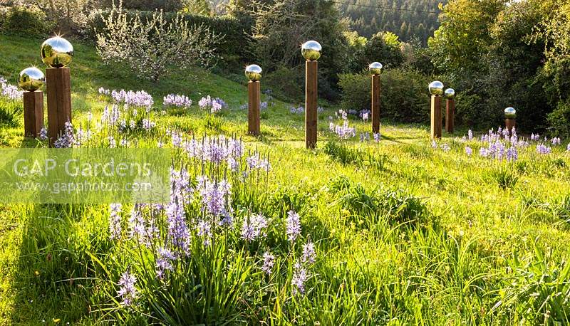 View of sloping meadow with Camassia subsp. leichtlinii in foreground and
an avenue of stainless steel mirror globes mounted on wooden posts
