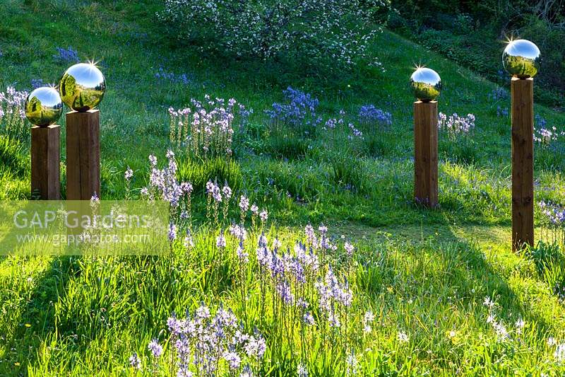 View up sloping meadow with Camassia subsp. leichtlinii and 
stainless steel mirror globes mounted on wooden posts
