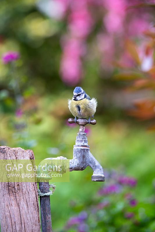 Cyanistes caeruleus - Blue Tit - perched on an old garden tap
