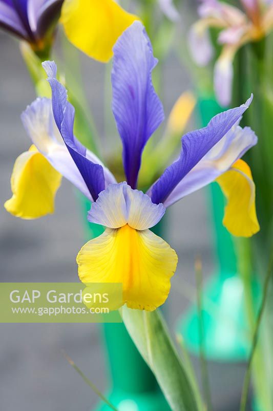 Iris x hollandica 'Oriental Beauty' - Dutch Iris 