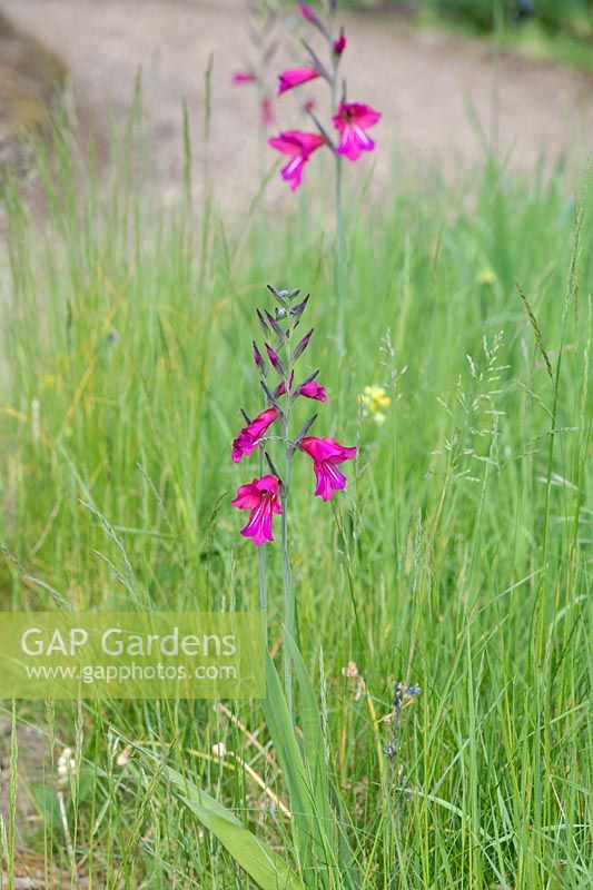 Gladiolus communis subsp. byzantinus - Byzantine Gladiolus - naturalised in long grass