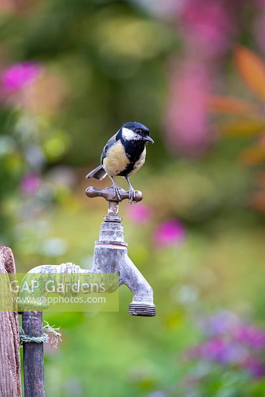 Parus major - Great Tit - perched on an old garden tap 