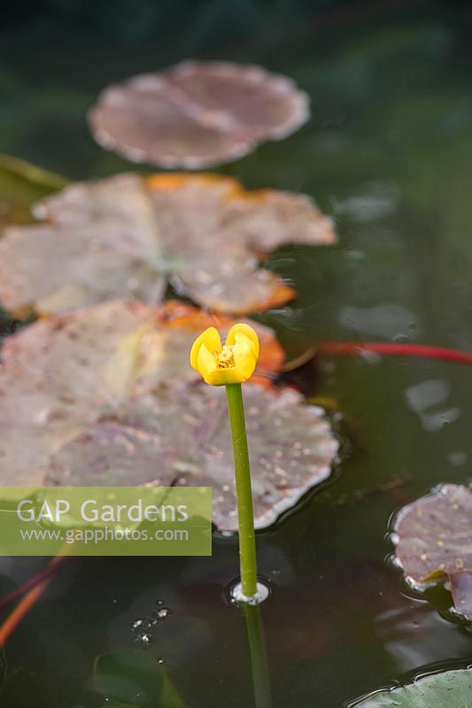Nuphar lutea - Yellow Water Lily