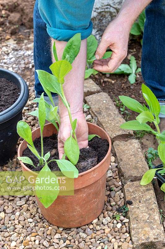 Gardener planting Rudbeckia plants into larger pots