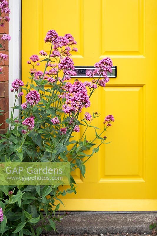 Centranthus ruber - Red Valerian against a yellow house door 