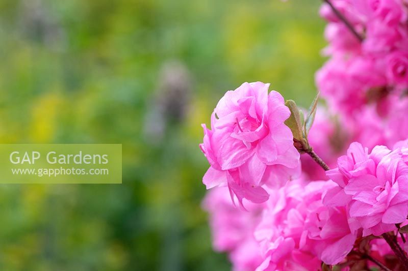 Rhododendron 'Rosebud' - Azalea 
