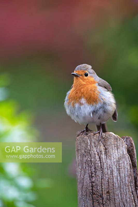 Erithacus rubecula - Robin - perched on an old wooden post 
