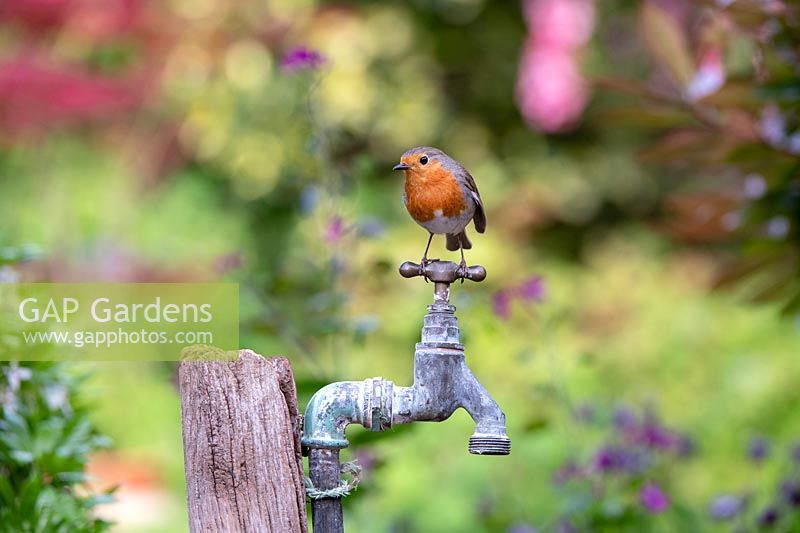 Erithacus rubecula - Robin - perched  on an old tap
