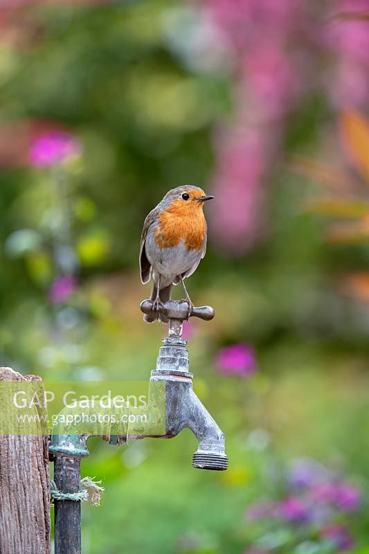 Erithacus rubecula - Robin - perched on an old tap 