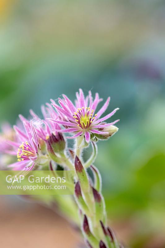 Sempervivum 'Midas' - Houseleek  - flower close up