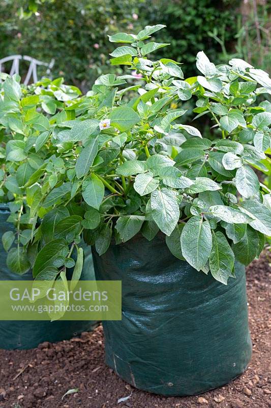 Solanum tuberosum 'Albert Bartlett Purple Majesty' -  Potato -  
plants in a flexible potato growing bag