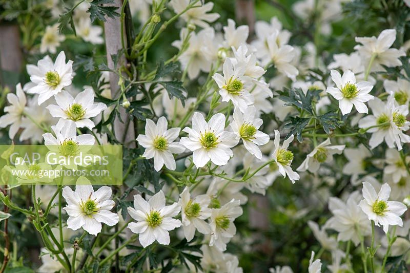 Clematis cartmanii 'Early Sensation' - trained up a cane