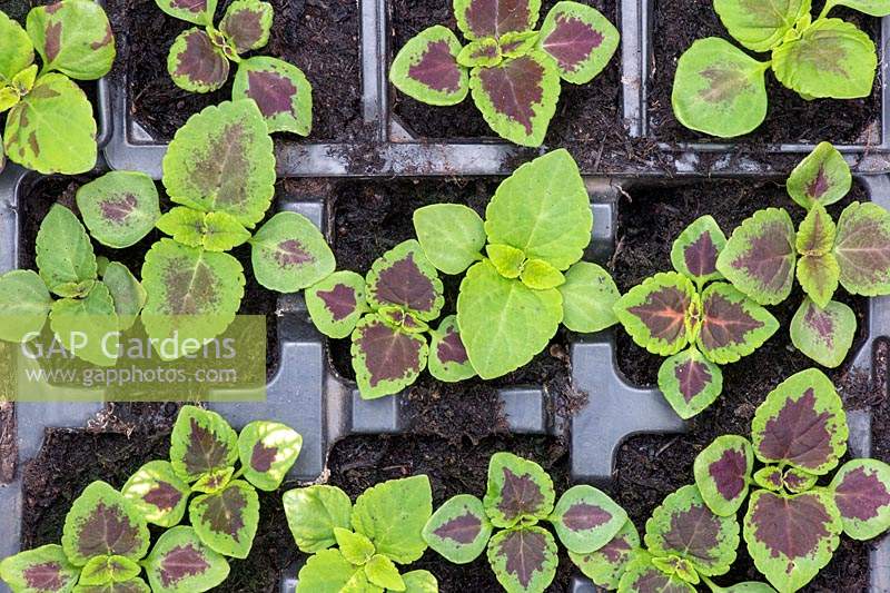Overhead view of Solenostemon scutellarioides - Coleus 'Flame Dancer' - 
seedlings in a modular seed tray
