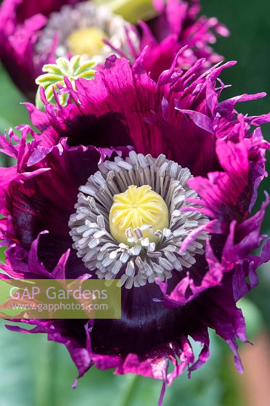 Papaver somniferum - Fringed Opium Poppy 