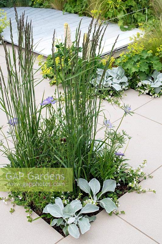 'From Darkness To Light' garden - plant combinations set in white paving
