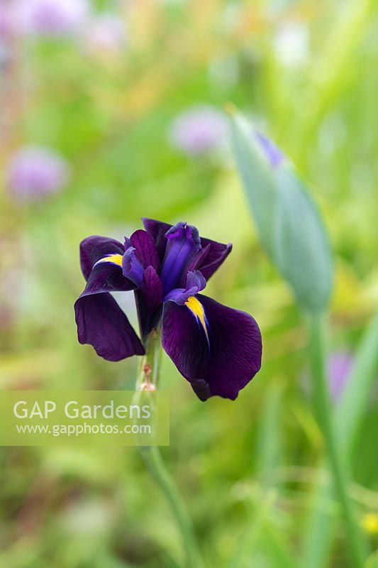 Iris ensata 'Variegata' - Japanese Water Iris 