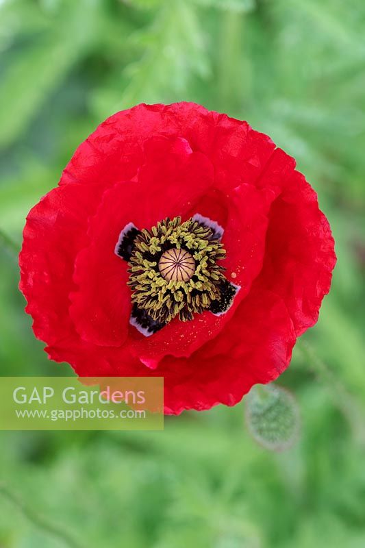 Papaver rhoeas - Red Poppy - view from above