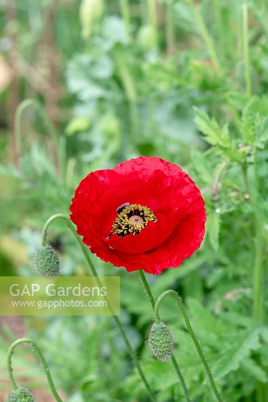 Papaver rhoeas - Red Poppy - flower and buds