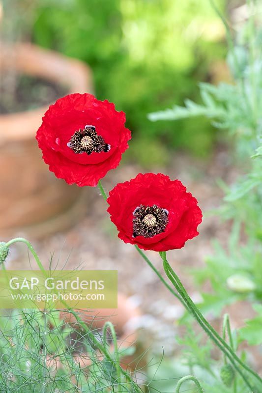 Papaver rhoeas - Red Poppy 