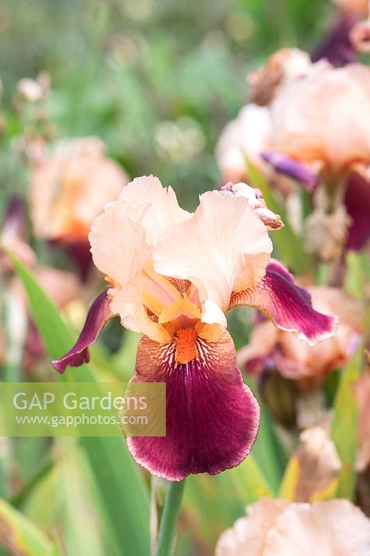 Tall bearded Iris 'Cimarron Strip' 