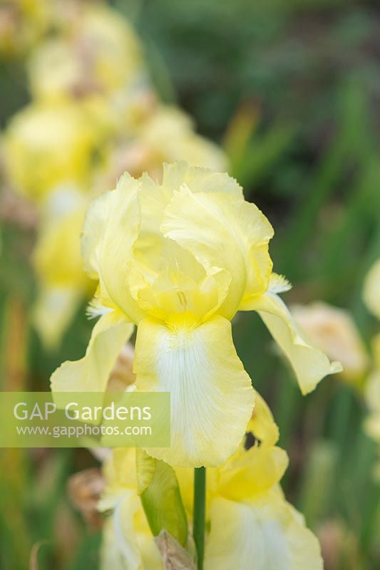 Tall Bearded Iris 'Lemon Ice'