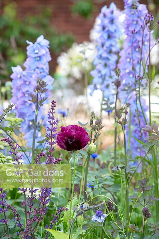 Papaver somniferum - Poppy - with Delphinium and Salvia 'Crystal Blue' in flower bed in 'The Wedgwood Garden' 