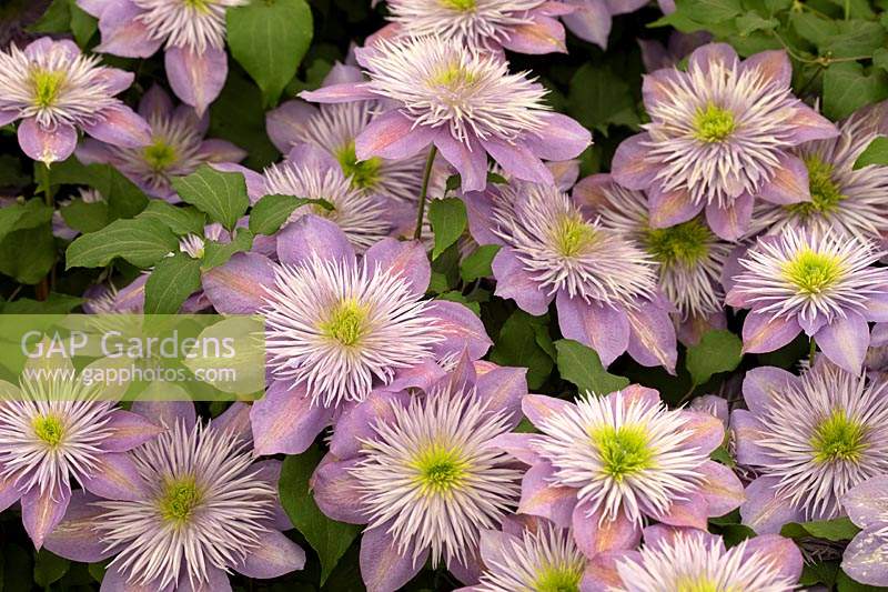Clematis 'Crystal Fountain' 