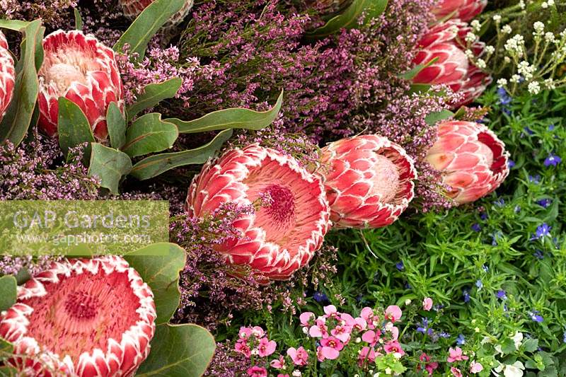 Protea 'Julia' in a flower display 