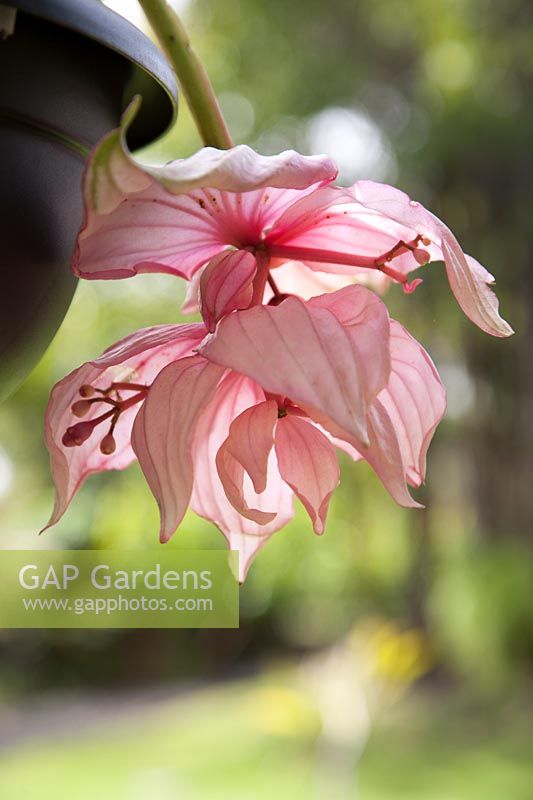 Medinilla magnifica - Rose Grape - flower hanging from a basket