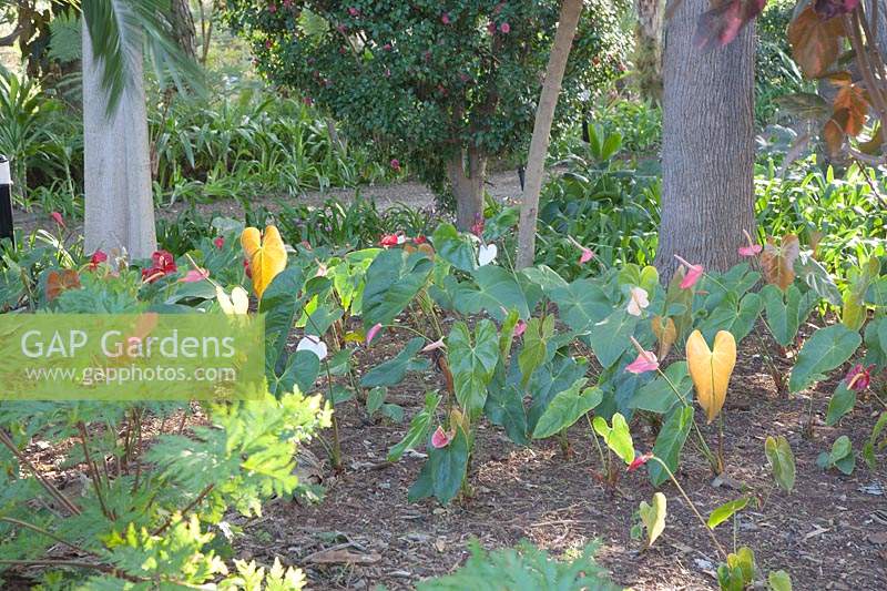 Anthurium andraeanum - Flamingo Flower - planted under trees 
