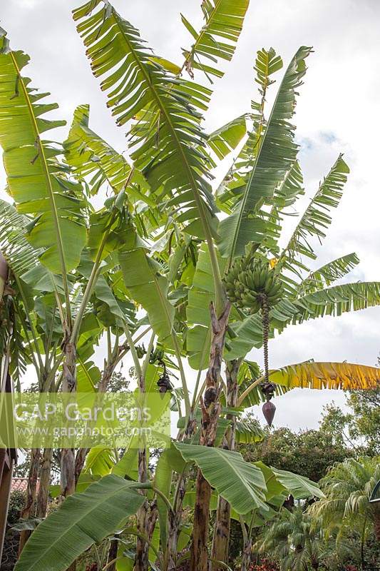 Banana trees with flowers and  unripe fruits, Musa x paradisiaca - 
Silver Banana - a hybrid of Musa acuminata and M. balbisiana