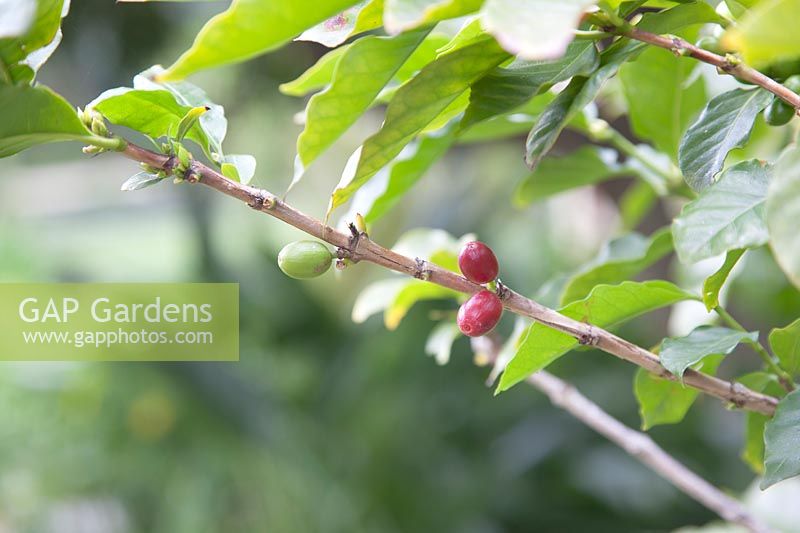 Ripe and unripe coffee beans on Coffea arabica - Coffee Tree