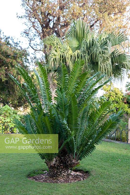 Zamia furfuracea syn. cardboard palm with toothed leaflets.