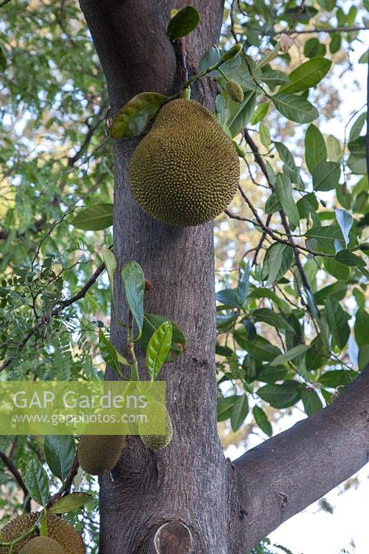 Artocarpus heterophyllus - Jack Fruit - edible fruits growing near tree trunk 