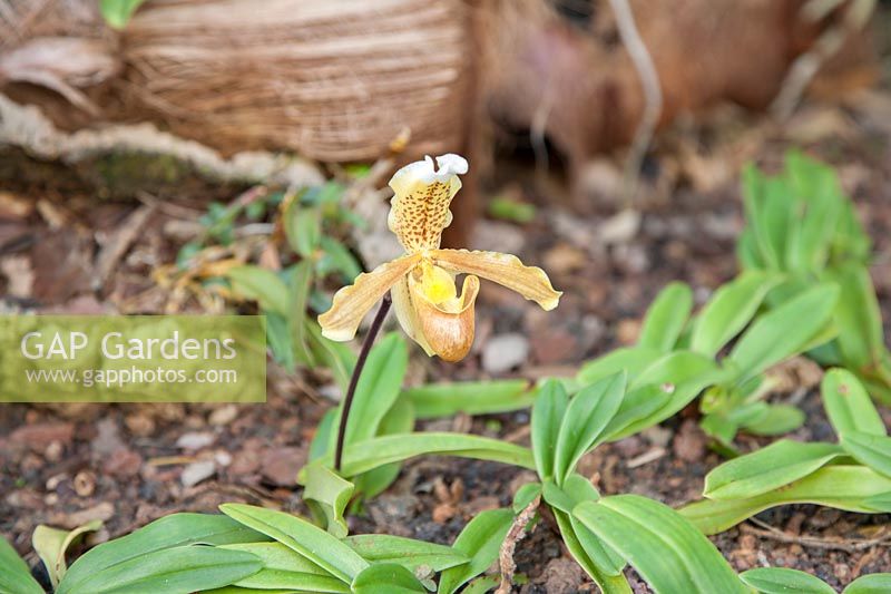 Paphiopedilum - Slipper Orchid - growing in an outdoor orchid bed
