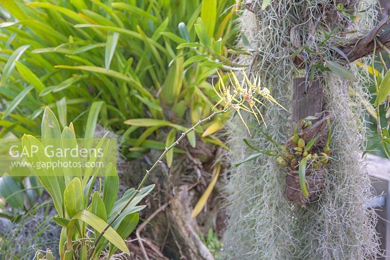 Brassia maculata syn. Brassia guttata, Spotted Brassia, Spider Orchid in outdoor orchid bed.