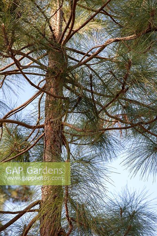 Pinus canariensis syn. Canary Island pine