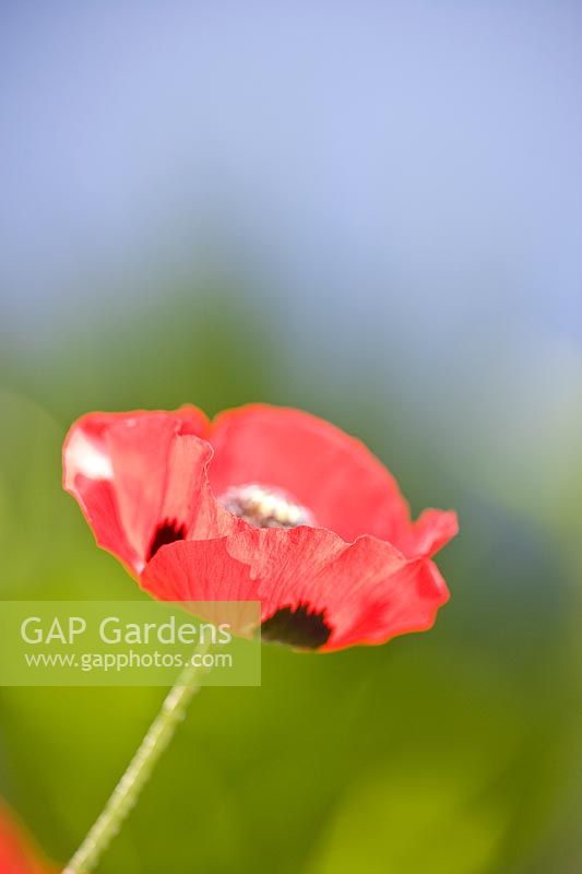 Papaver commutatum annual 'Ladybird' poppy