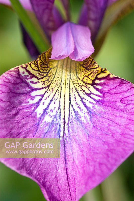Iris 'Sibirica' flower